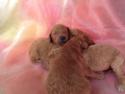 Male and Female Dark Red Labradoodle Puppies for Sale $750